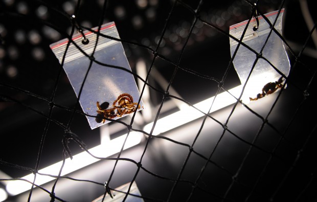 design culinaire - julie Rothhahn - food design - installation culinaire - performance culinaire