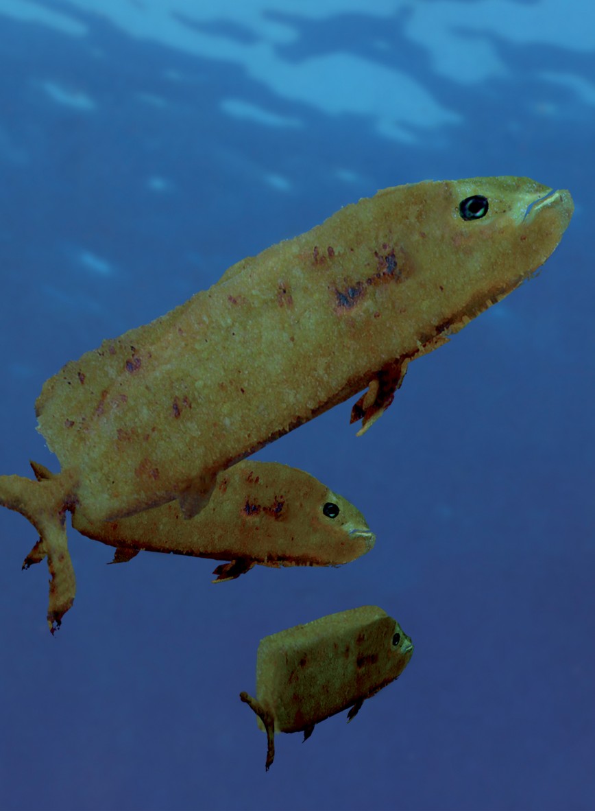 design culinaire - poisson